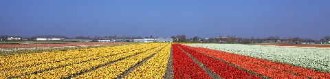 Tulpenveld